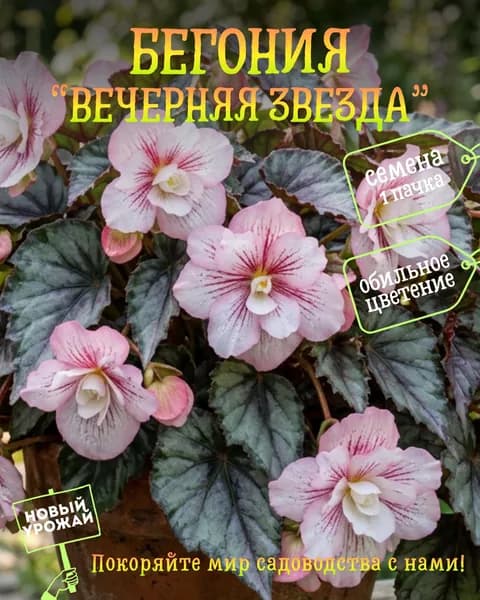 Бегония Вечерняя звезда, семена, 10 шт.