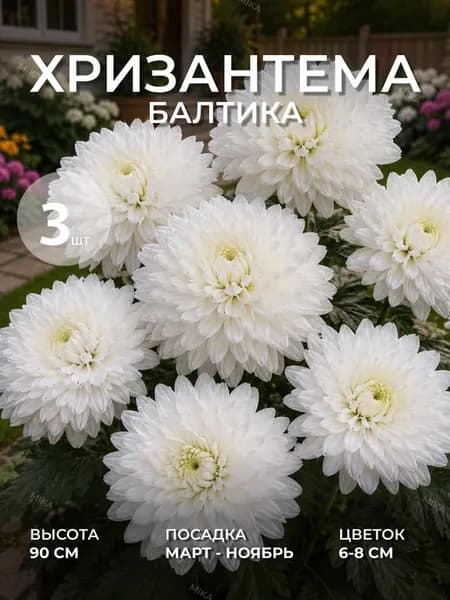 Хризантемы Балтика саженец 3 шт