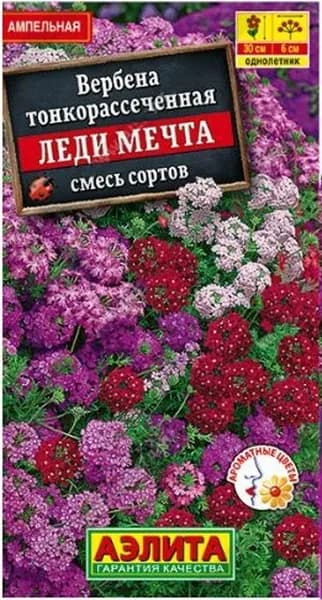 Семена Вербена Леди мечта, смесь (30 семян) - Аэлита