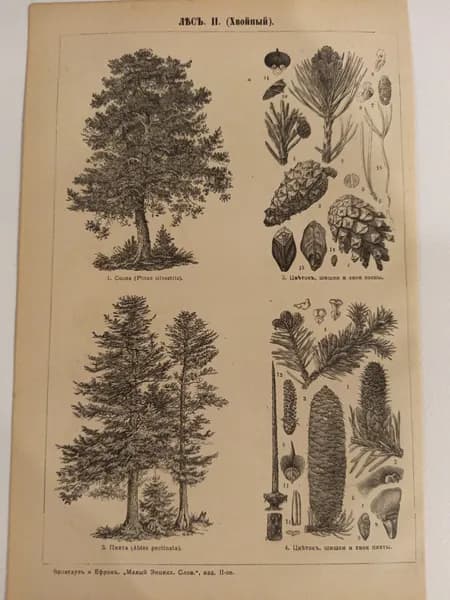 Литография из энциклопедии. Лес II (хвойный). 1909г.