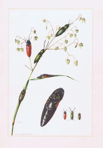 Жуки. Щелкуны. Антикварная офсетная литография. Германия, 1957 г.