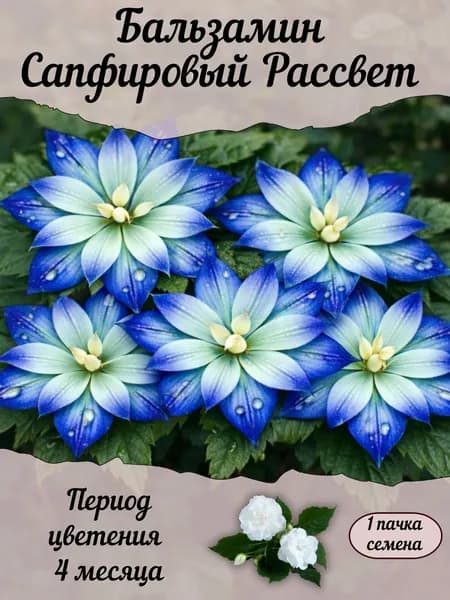 Бальзамин Сапфировый Рассвет, семена, 10 шт.