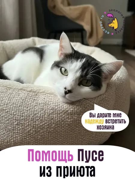 Помочь Пусе найти дом