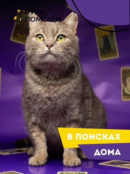 Помочь Якобу найти дом