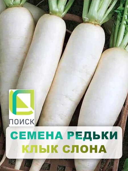 Семена Редька китайская "Клык слона", 2 гр.