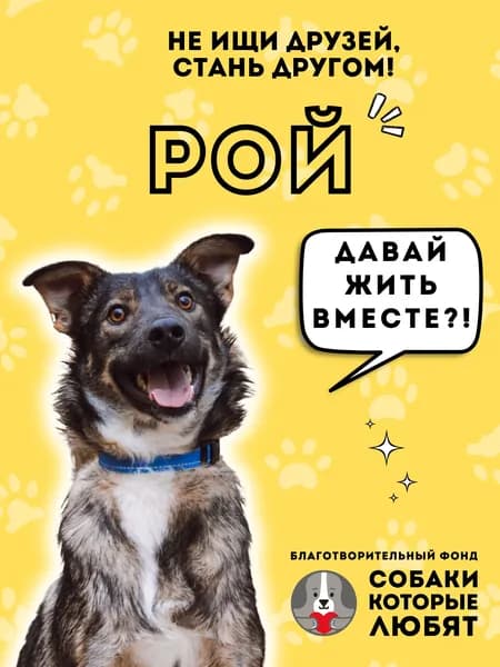 Помочь Рою найти дом