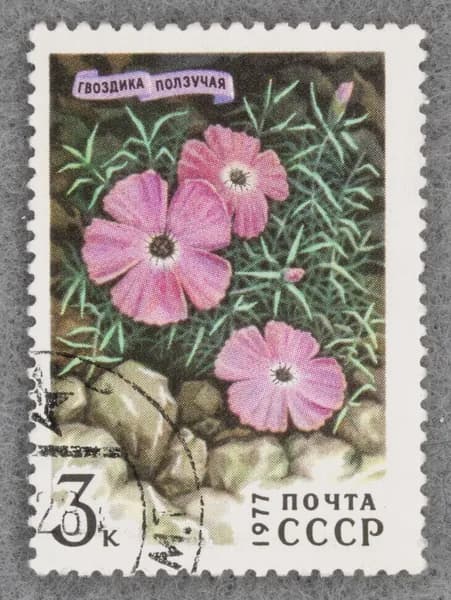 Почтовая марка "Гвоздика ползучая". Номинал 3 коп. СССР. 1977 год. (Загорский 4643)