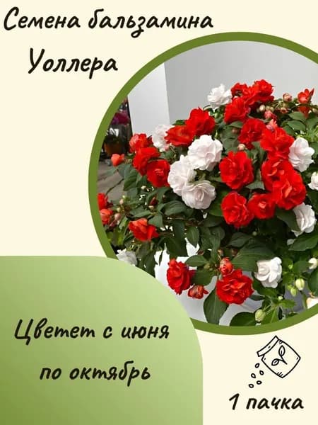 Семена бальзамина махрового Уоллера, 10 шт. семян