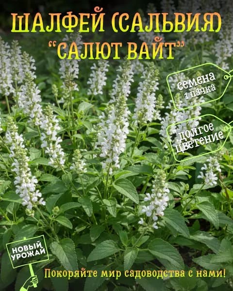 Шалфей (сальвия) дубравный Салют Вайт, семена, 10 шт.