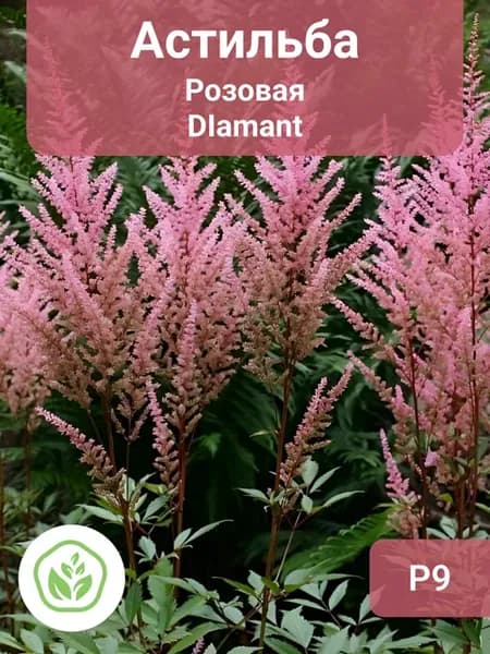 Астильба розовая DIamant