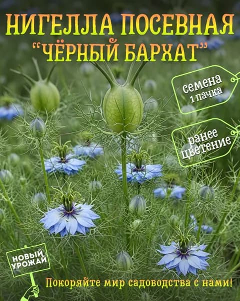 Нигелла посевная Чёрный Бархат, семена, 10 шт.
