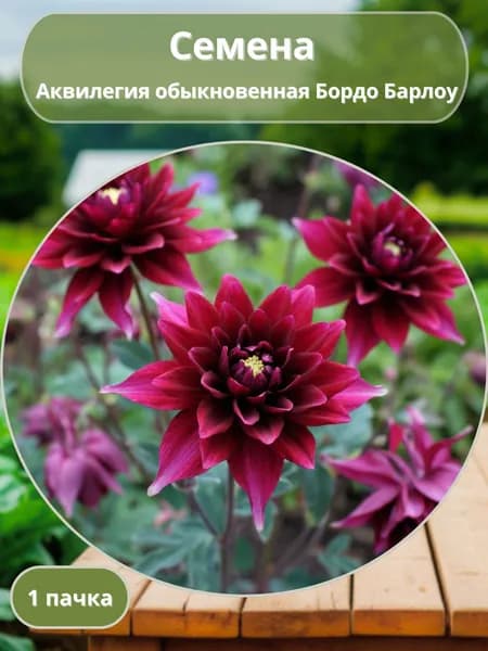 Аквилегия обыкновенная Бордо Барлоу, семена 10 шт