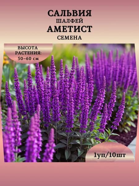 Сальвия (шалфей) "Аметист" семена, 1 пачка