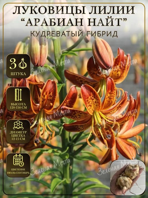 Лилия луковицы для посадки Арабиан найт 3шт