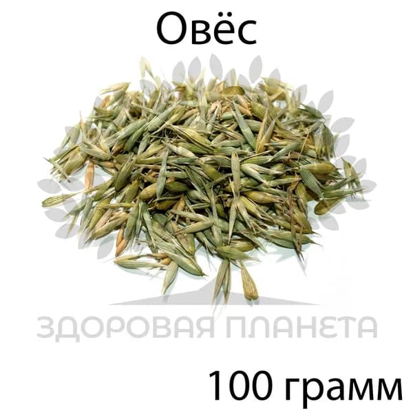 Овёс молочной спелости 100 грамм