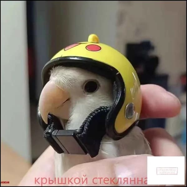 Эксклюзивный шлем для попугаев корелла и волнистого, декорированный милыми элементами, обеспечивающий защиту от драк