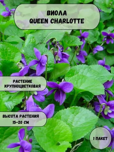 Виола (анютины глазки) душистая Queen Charlotte, семена 10 шт
