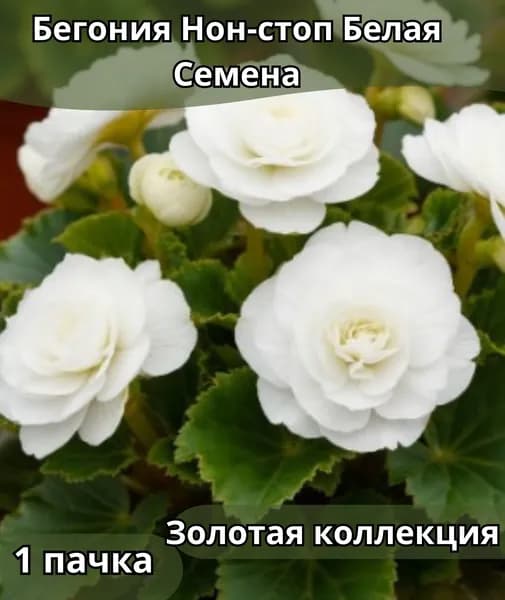 Бегония Нон-стоп Белая, Семена 10шт в пачке