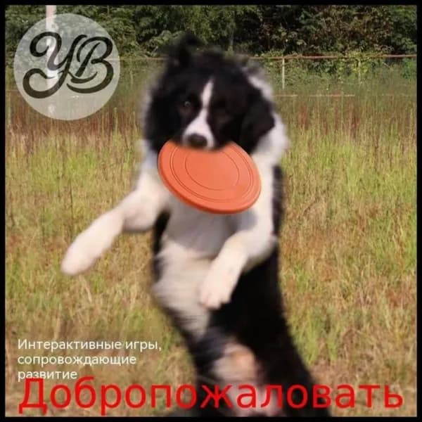 Игрушка-тарелка для тренировки собакyoyo d5