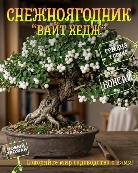 Снежноягодник Доренбоза Вайт Хедж, семена, 10 шт. (бонсай)