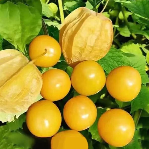 Non-branded Стабилизированные цветы, 2 см, 12.2 гр