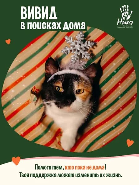 Помочь Вивид найти дом