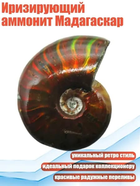 Иризирующий аммонит Мадагаскар, - от 1 до 2 см