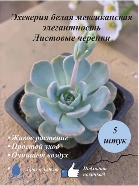 Эхеверия белая мексиканская элегантность листовые черенки