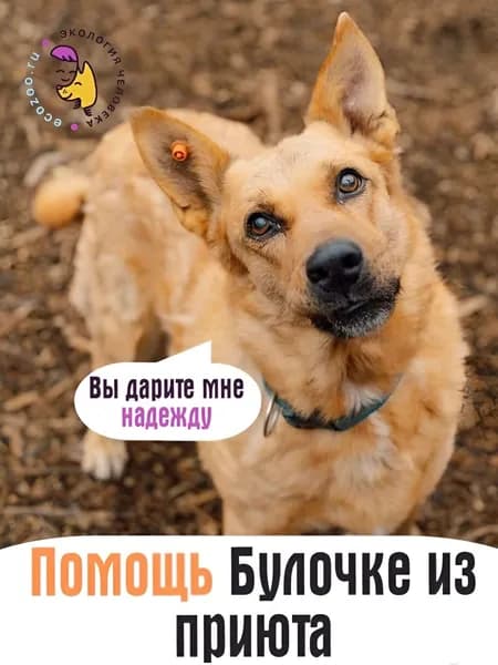 Помочь Булочке найти дом