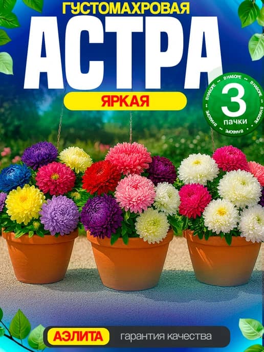 Семена астры крупноцветковой пионовидной 3 шт