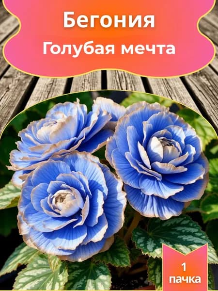 Бегония Голубая мечта, семена, 10 шт.