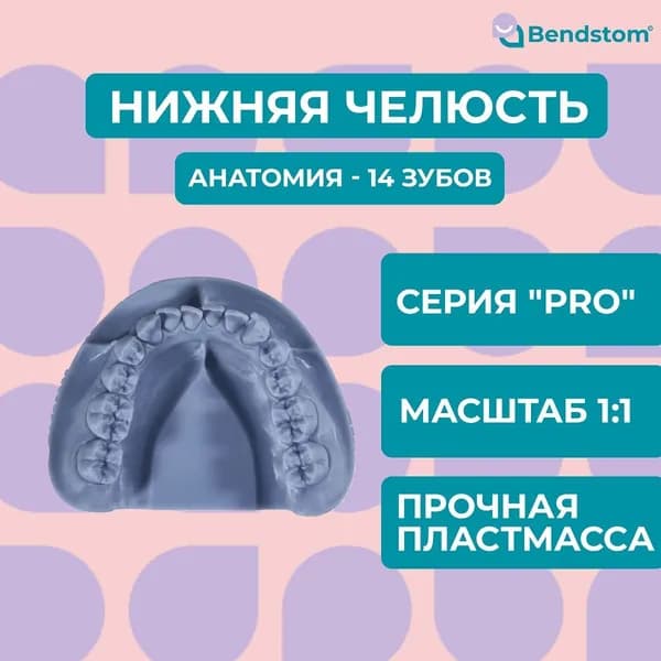 Нижняя челюсть в анатомию (14 зубов) / для отработки мануальных навыков / стоматологические модели для реставрации