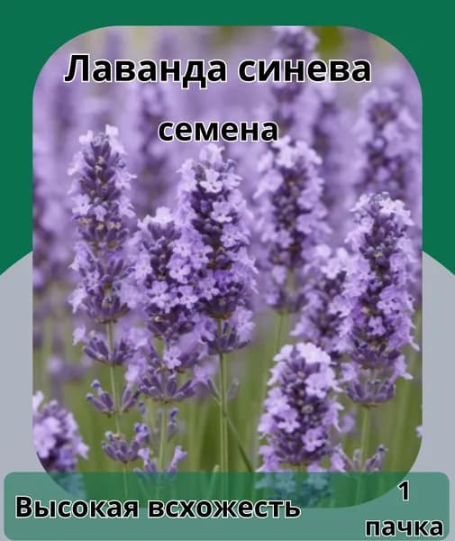 Лаванда Синева, семена 10 шт