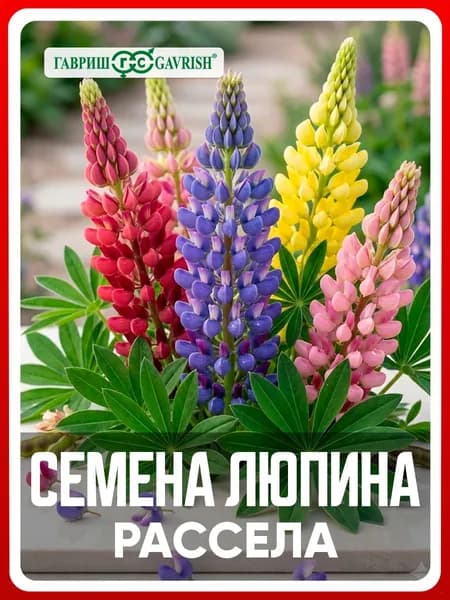 Семена Люпин декоративный "Рассела" смесь 0,5 гр, многолетние цветы для дома и дачи, сада и огорода, клумбы, в открытый грунт, на рассаду, из семян.
