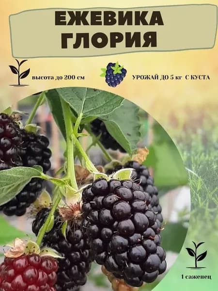 Саженцы ежевики ягода садовая