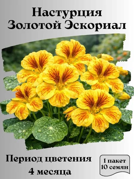 Настурция Золотой Эскориал, семена, 10 шт.