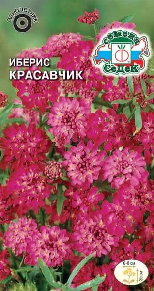 Цветок Иберис Красавчик