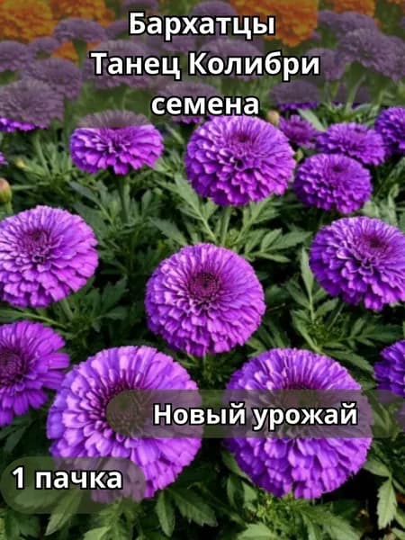 Бархатцы Танец Колибри, семена 10шт