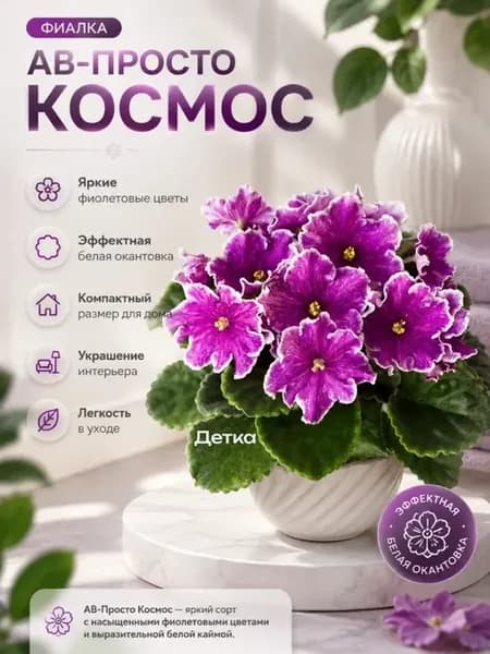 АВ-Просто космос, детка сортовой фиалки