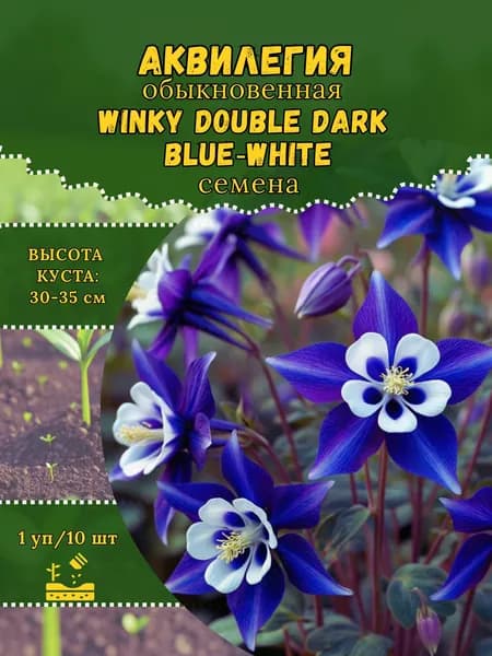 Аквилегия "Winky Double Dark Blue-White" семена, 1 пачка