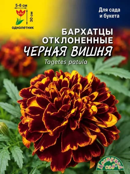 Бархатцы (Тагетес) низкорослые ЧЁРНАЯ ВИШНЯ махровые (Семена Цветущий Сад, 0,3 г семян в упаковке)