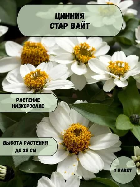 Цинния Стар вайт семена 10 шт