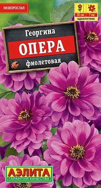 Семена Георгина Опера Фиолетовая (7 семян) - Аэлита