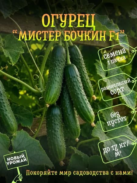 Коллекционные семена огурца Мистер Бочкин F1, 1 пачка в комплекте
