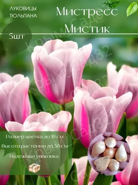 Луковицы Тюльпана Мистресс Мистик