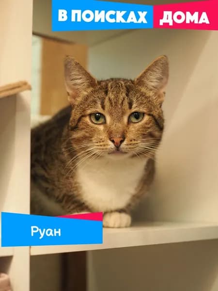 Помочь котику Руану найти дом