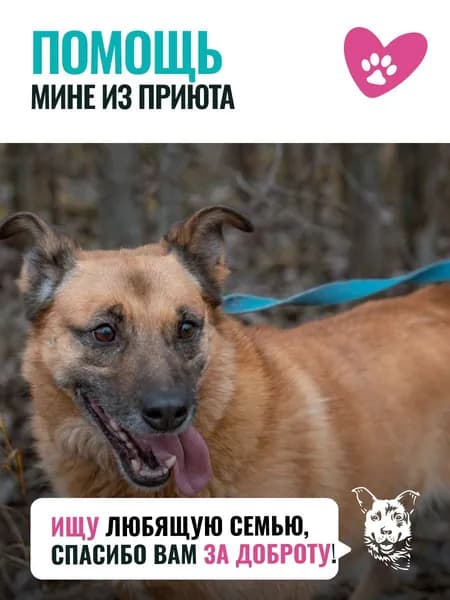 Помочь Мине найти дом