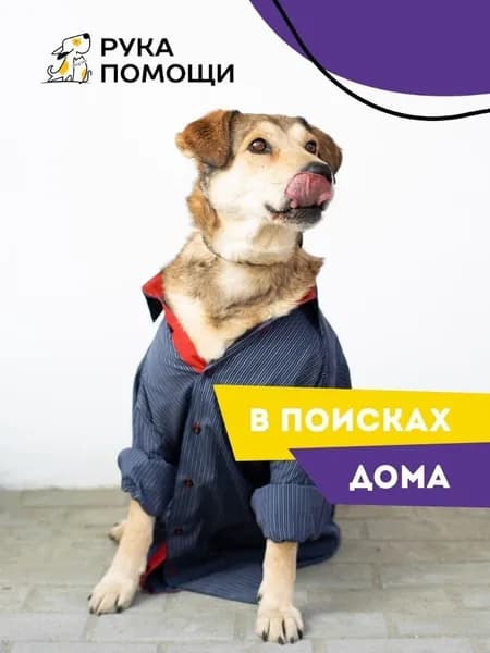Помочь Живчику найти дом