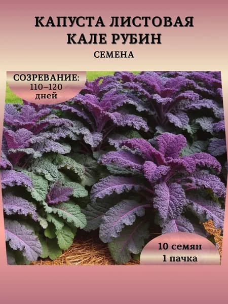 Семена Капусты листовой "Кале Рубин", 10 семян