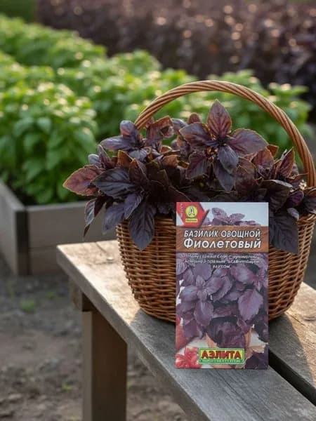 Семена Базилик Фиолетовый